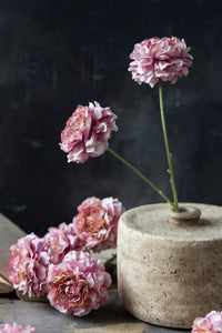 ARTIFICIAL CARNATION BLUSH - Abigail Ahern